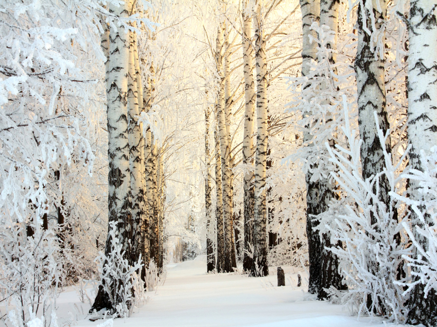 Residential Pest Control Services Morristown, Greeneville & Jefferson