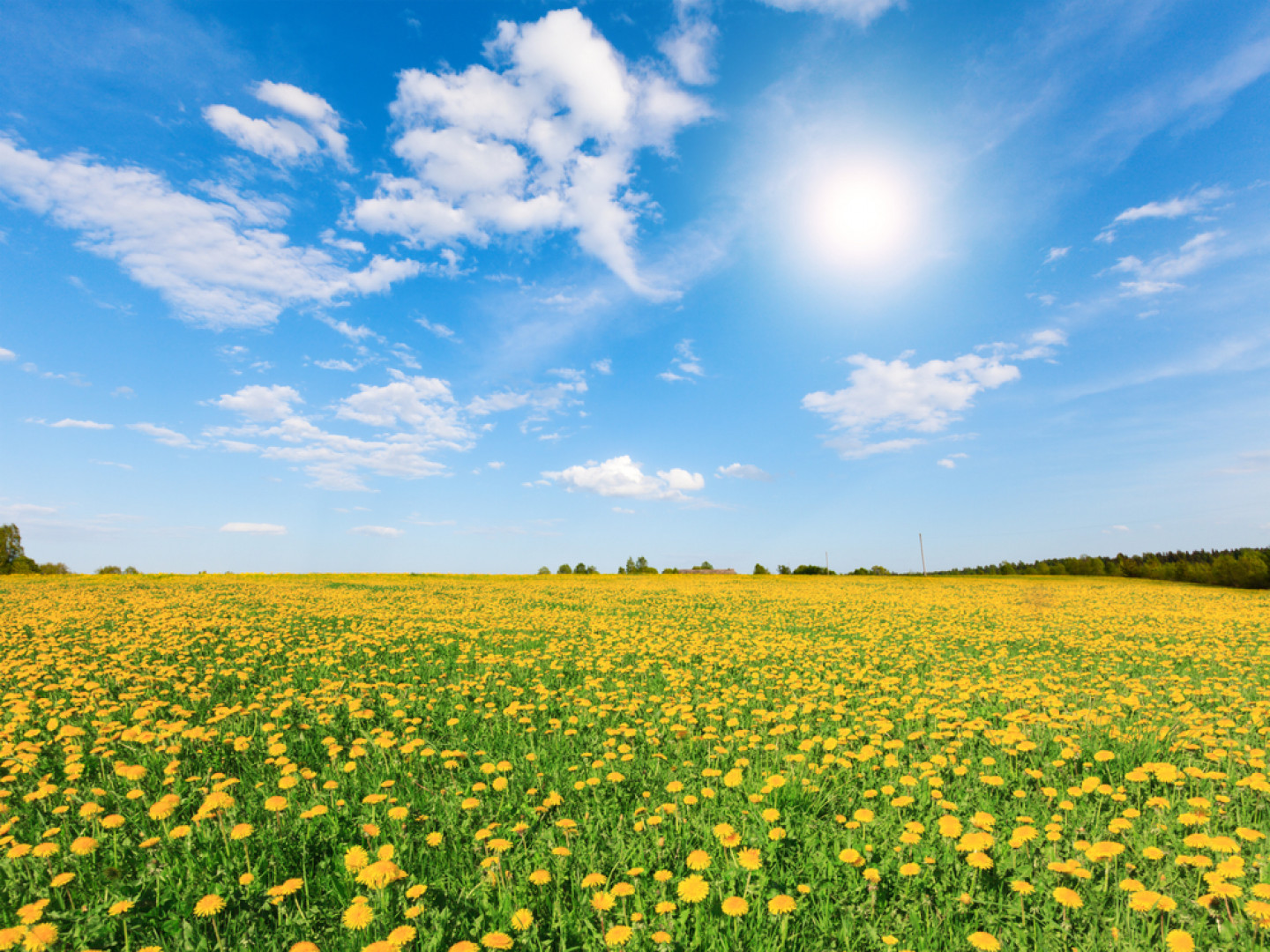 Residential Pest Control Services Morristown, Greeneville & Jefferson