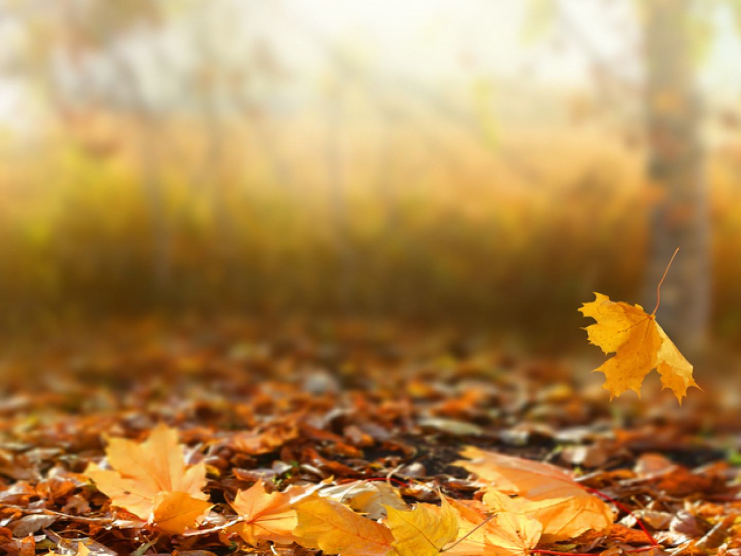 Residential Pest Control Services Morristown, Greeneville & Jefferson